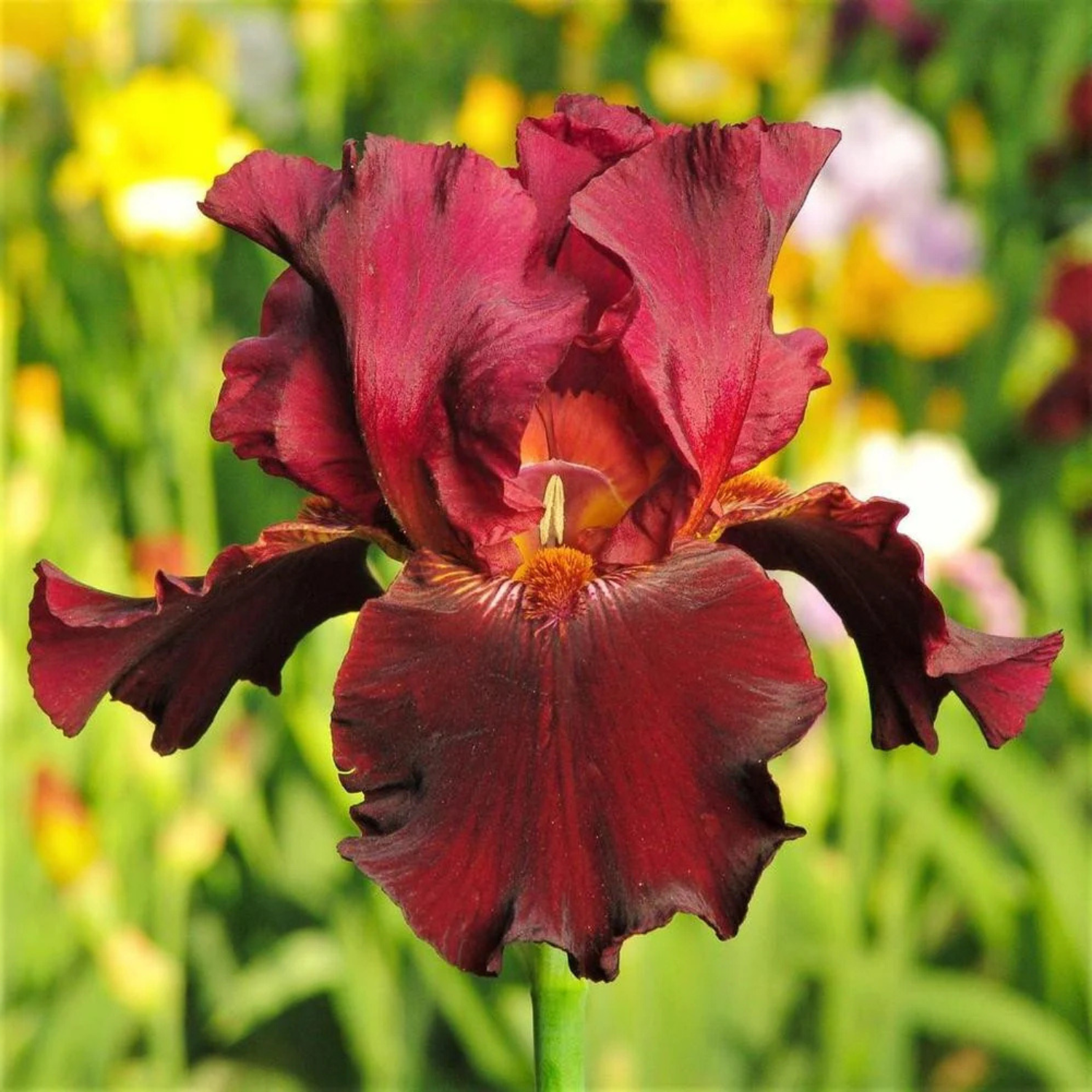 A single dark burgundy iris flower in full bloom, photographed close-up against a blurred garden background with green foliage and yellow flowers.