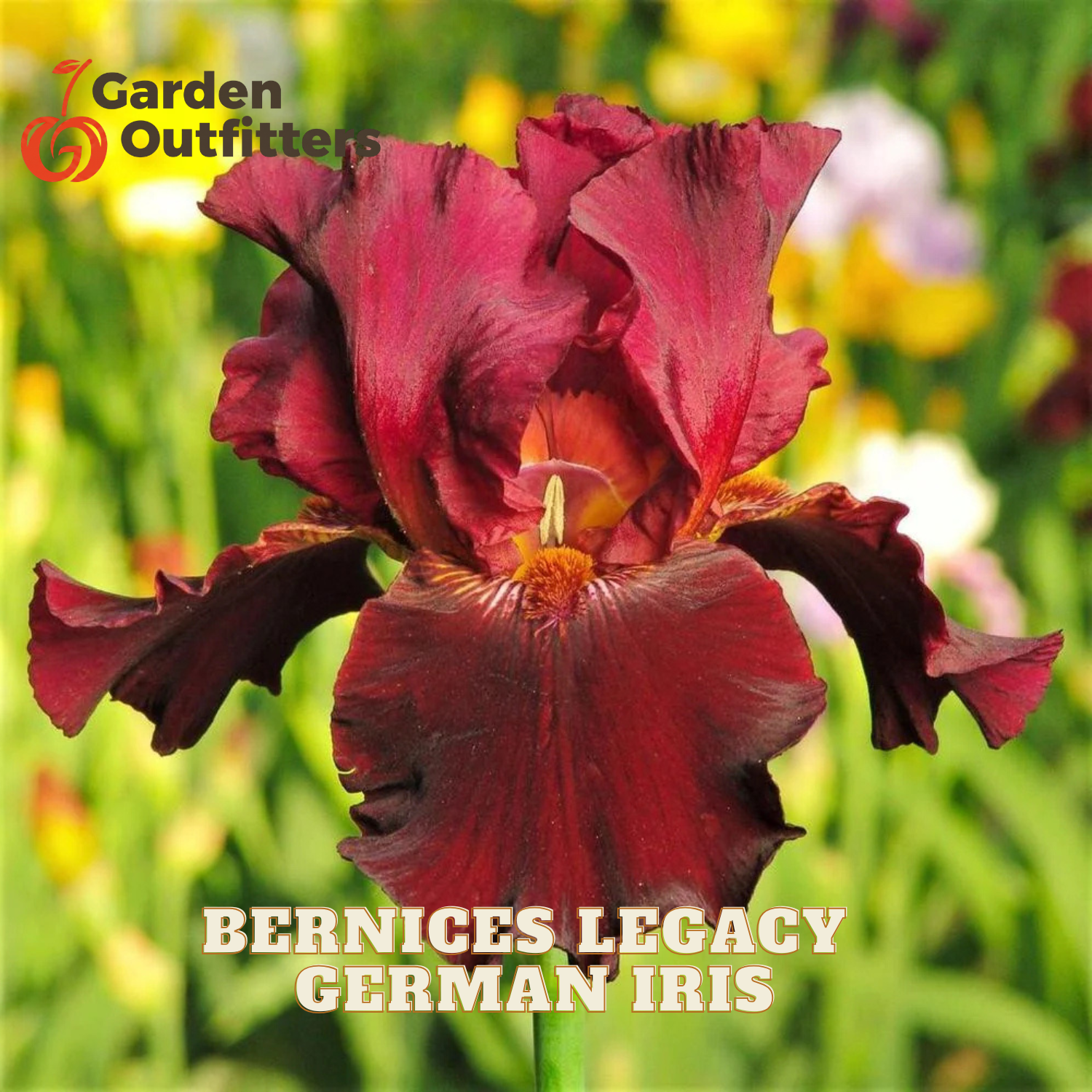 A single dark burgundy German iris flower in full bloom, with blurred green foliage and multicolored flowers in the background. Text overlays read 'Garden Outfitters' and 'BERNICES LEGACY GERMAN IRIS'.