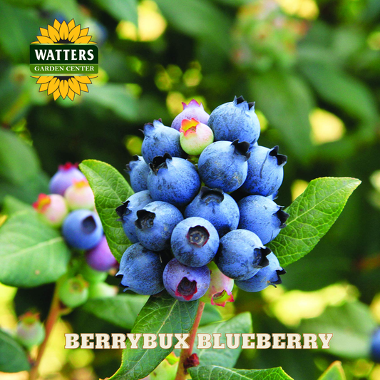 BerryBux Blueberry  - 1 gal