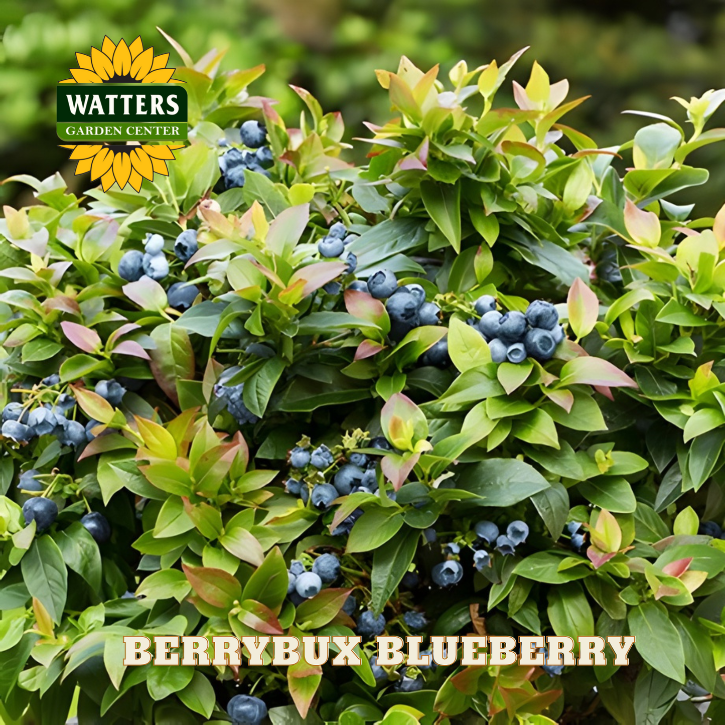 BerryBux Blueberry  - 1 gal