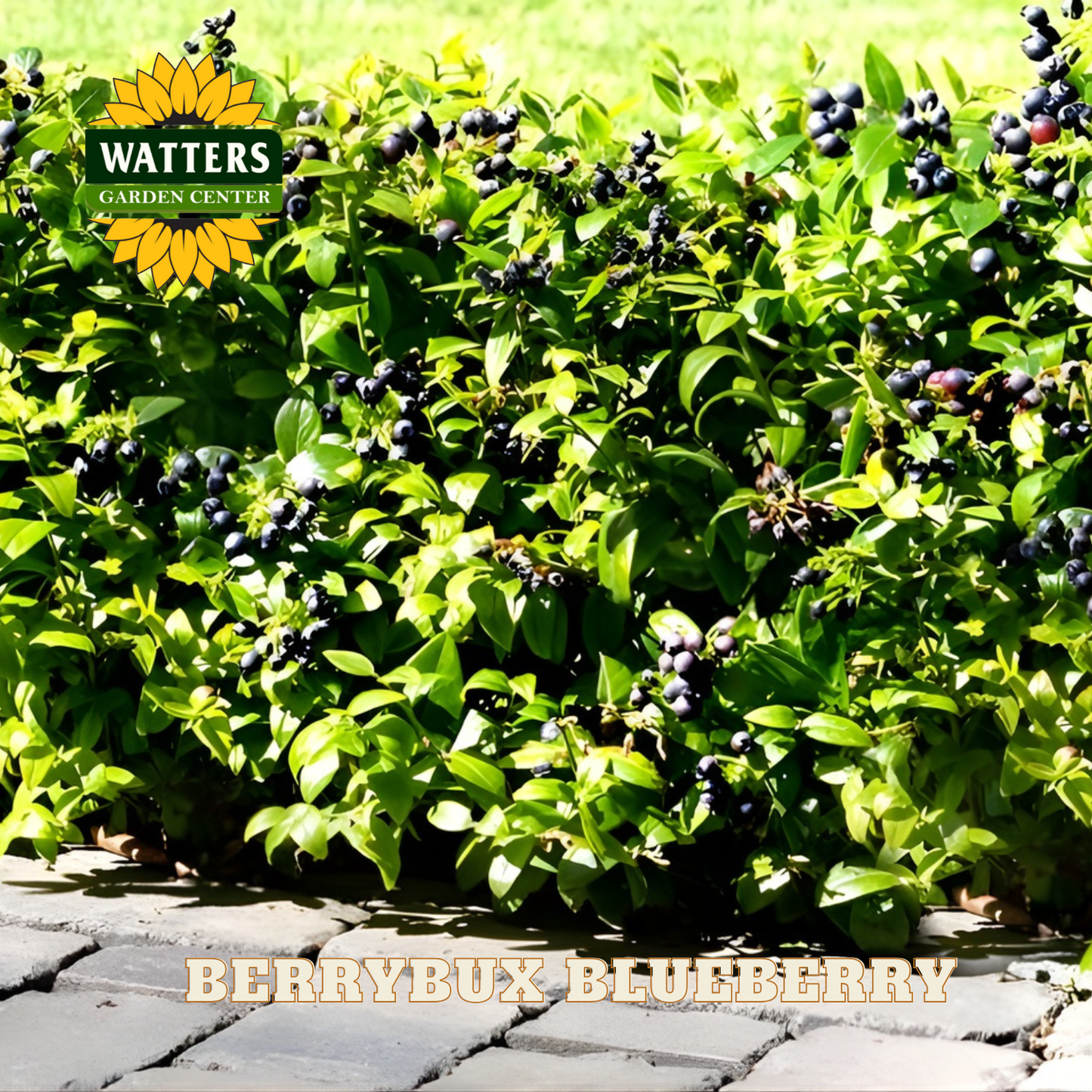 BerryBux Blueberry  - 1 gal