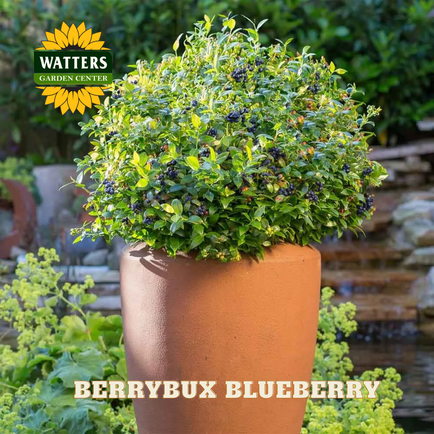 BerryBux Blueberry  - 1 gal