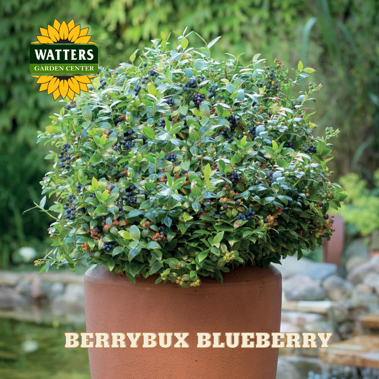 BerryBux Blueberry  - 1 gal