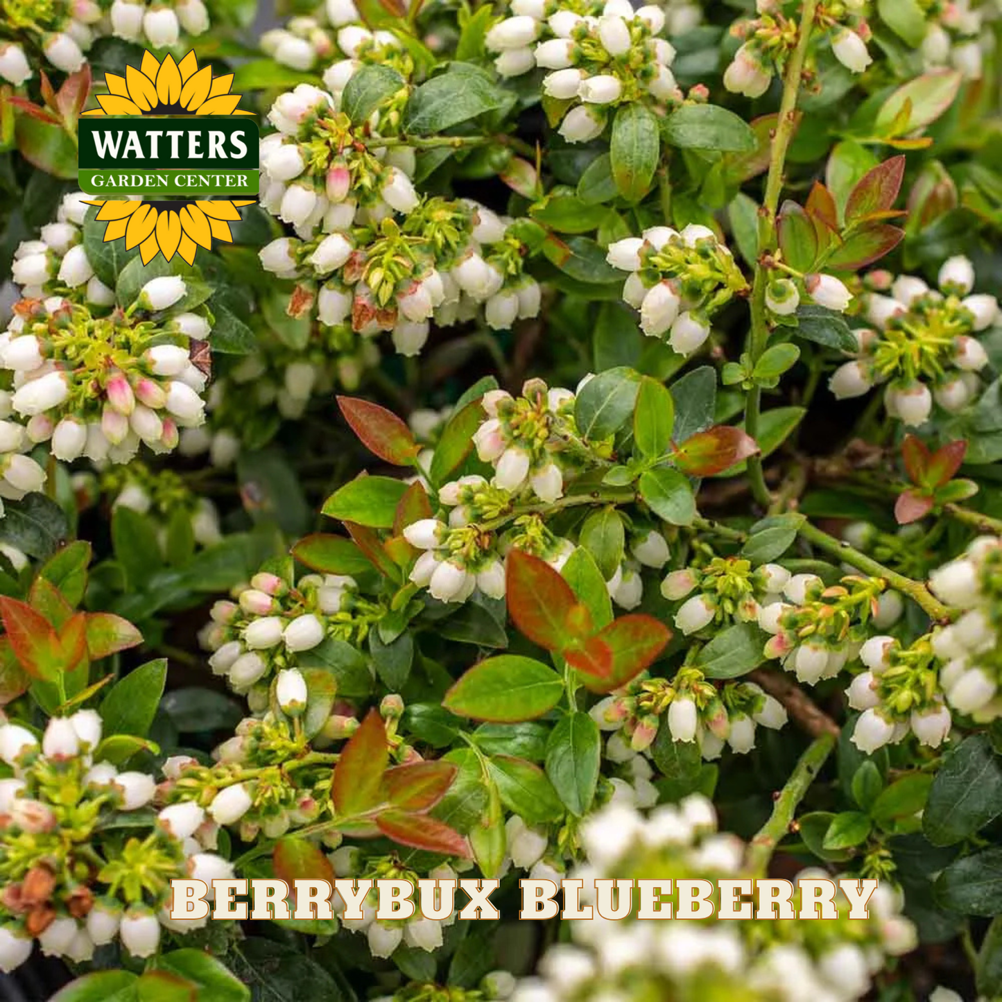 BerryBux Blueberry  - 1 gal