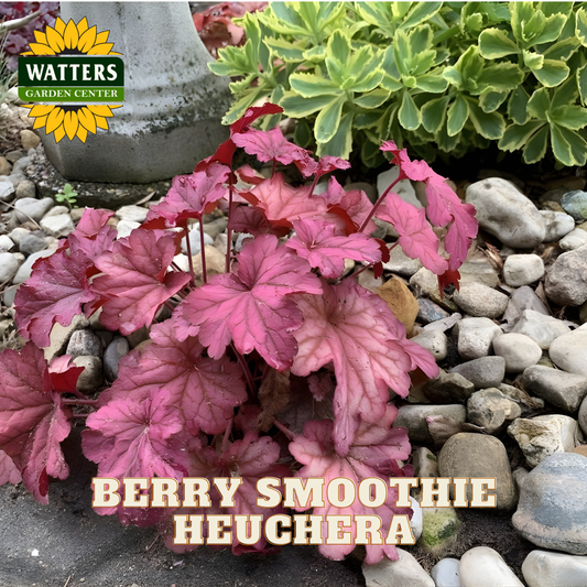Berry Smoothie Coral Bells (HEUCHERA BERRY SMOOTHIE) - 1 gallon