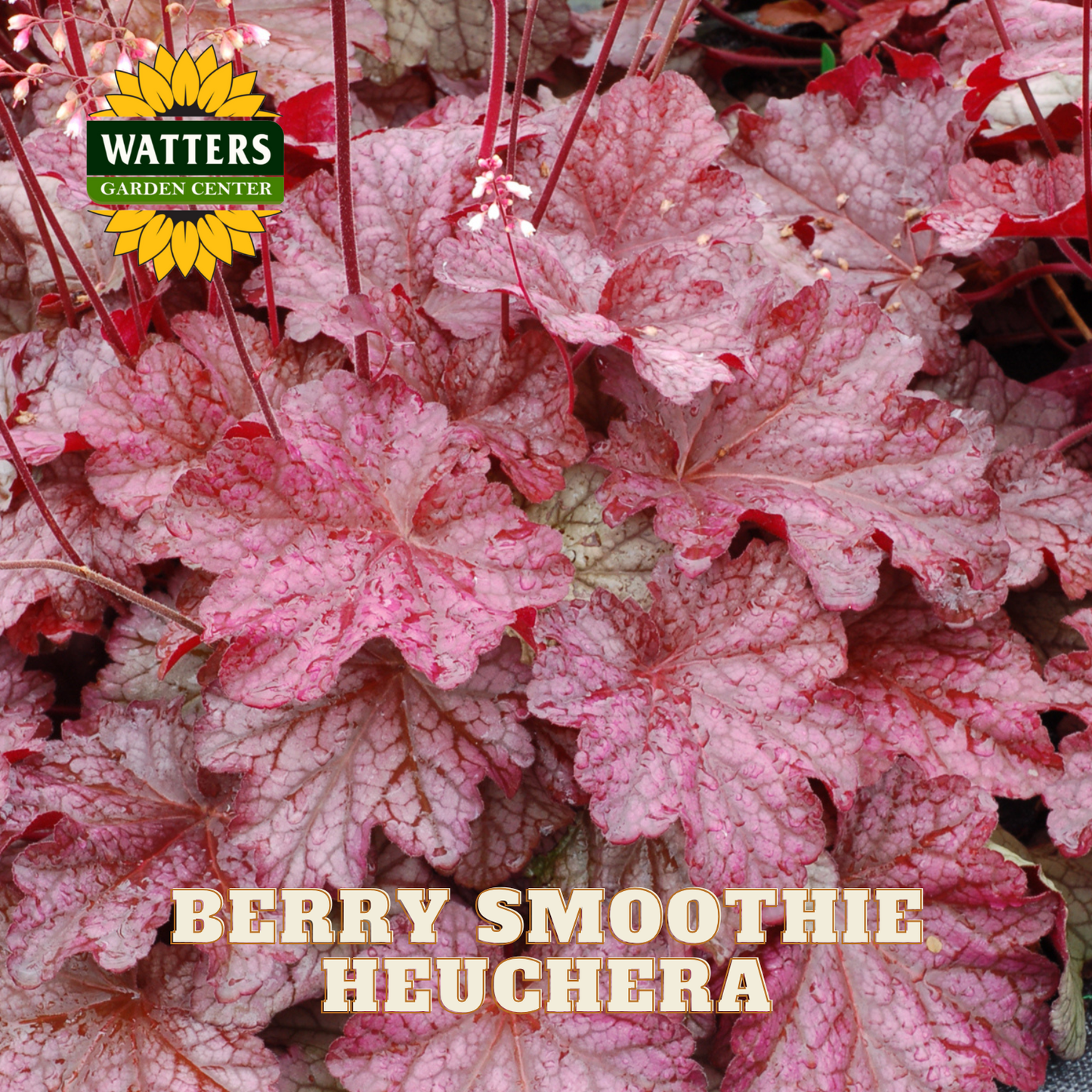 Berry Smoothie Coral Bells (HEUCHERA BERRY SMOOTHIE) - 1 gallon