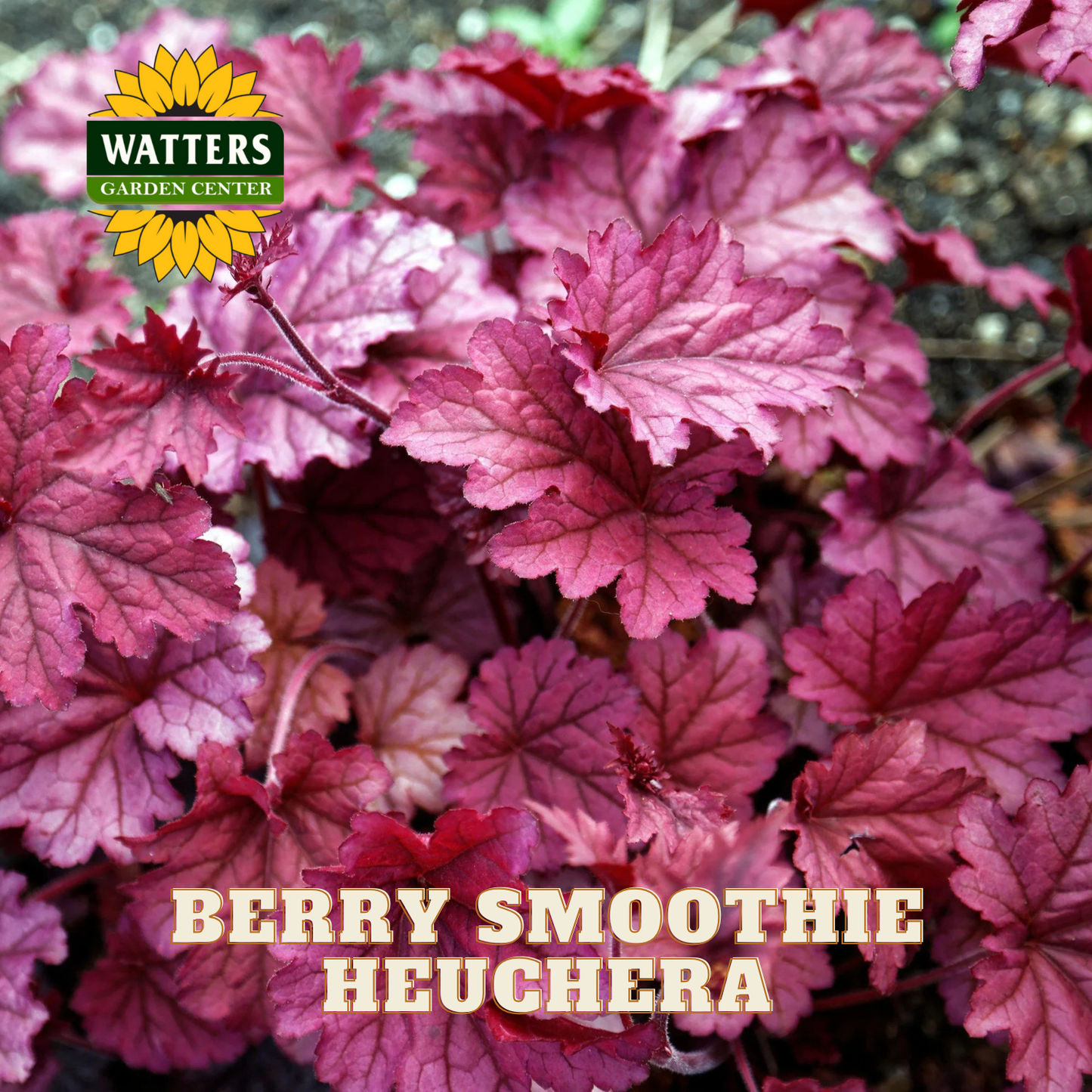 Berry Smoothie Coral Bells (HEUCHERA BERRY SMOOTHIE) - 1 gallon
