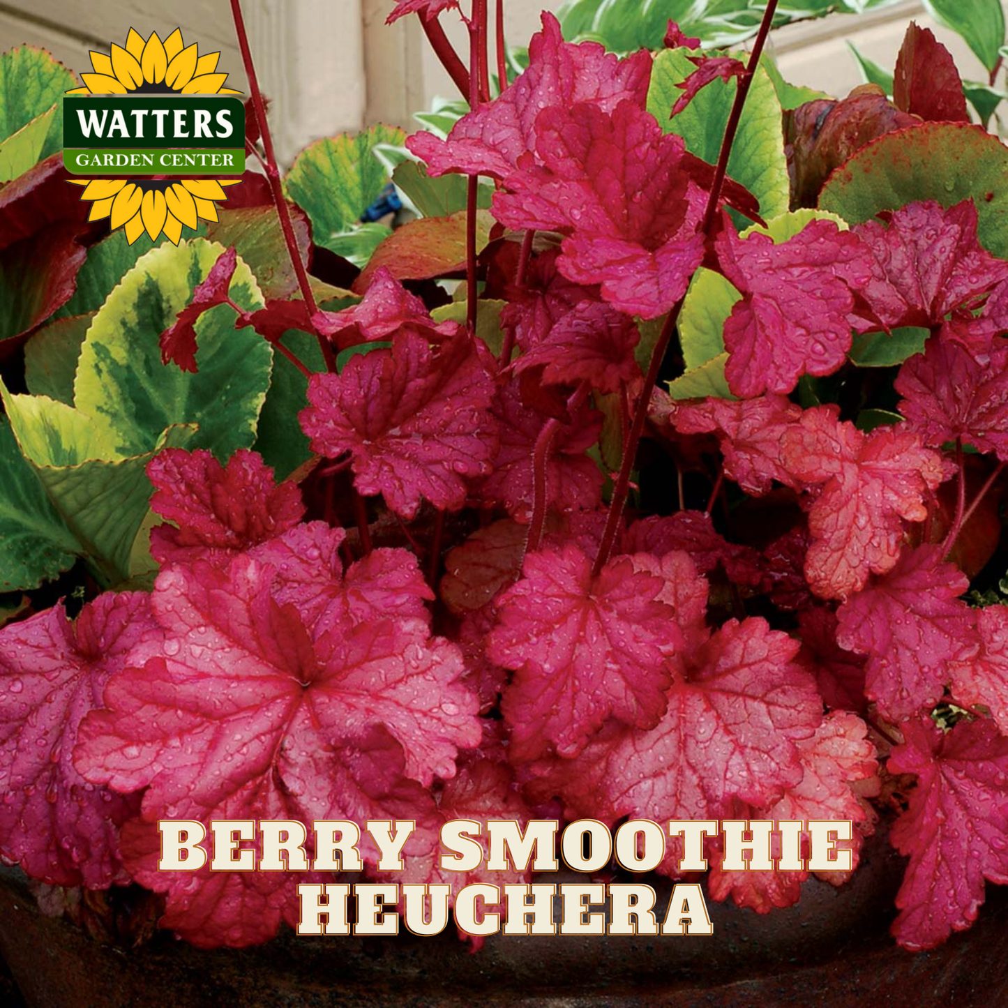 Berry Smoothie Coral Bells (HEUCHERA BERRY SMOOTHIE) - 1 gallon