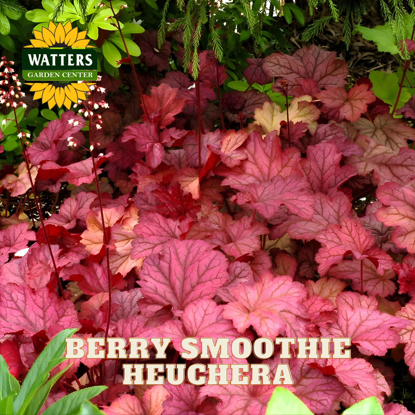 Berry Smoothie Coral Bells (HEUCHERA BERRY SMOOTHIE) - 1 gallon