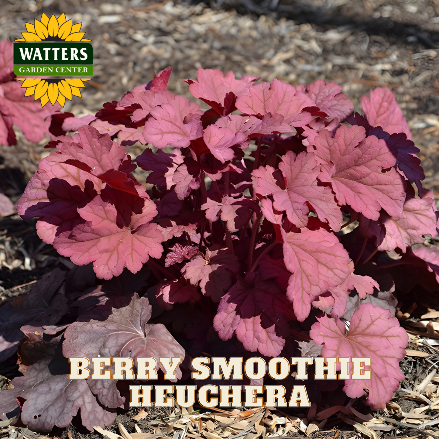 Berry Smoothie Coral Bells (HEUCHERA BERRY SMOOTHIE) - 1 gallon