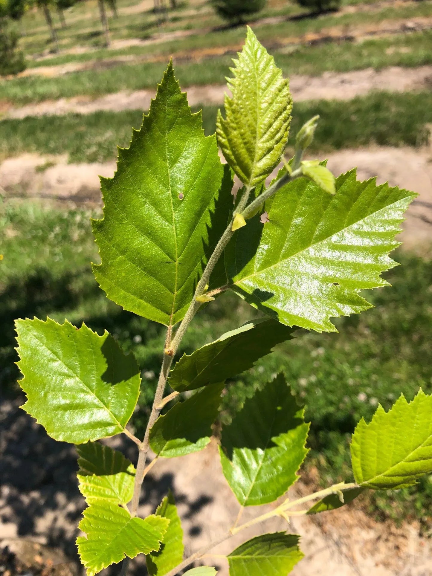 HERITAGE BIRCH TREE 5gal