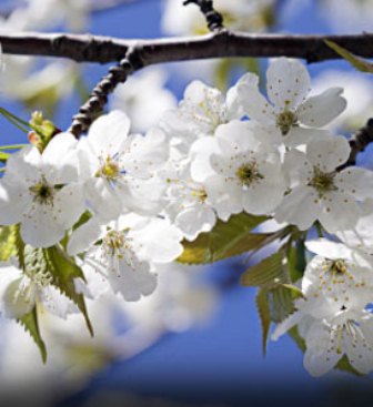 LAPINS CHERRY TREE 5gal