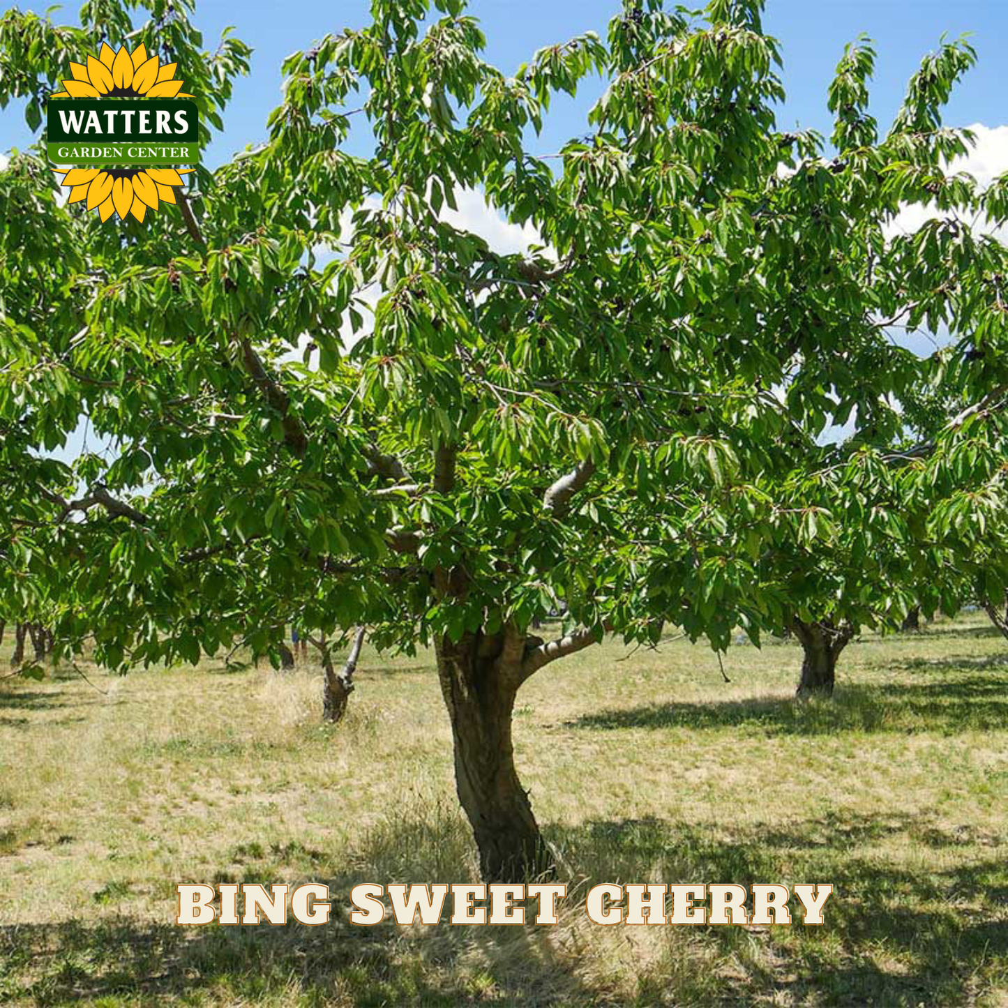 Bing Sweet Cherry (Prunus avium 'Bing') - 5 gallon 60"