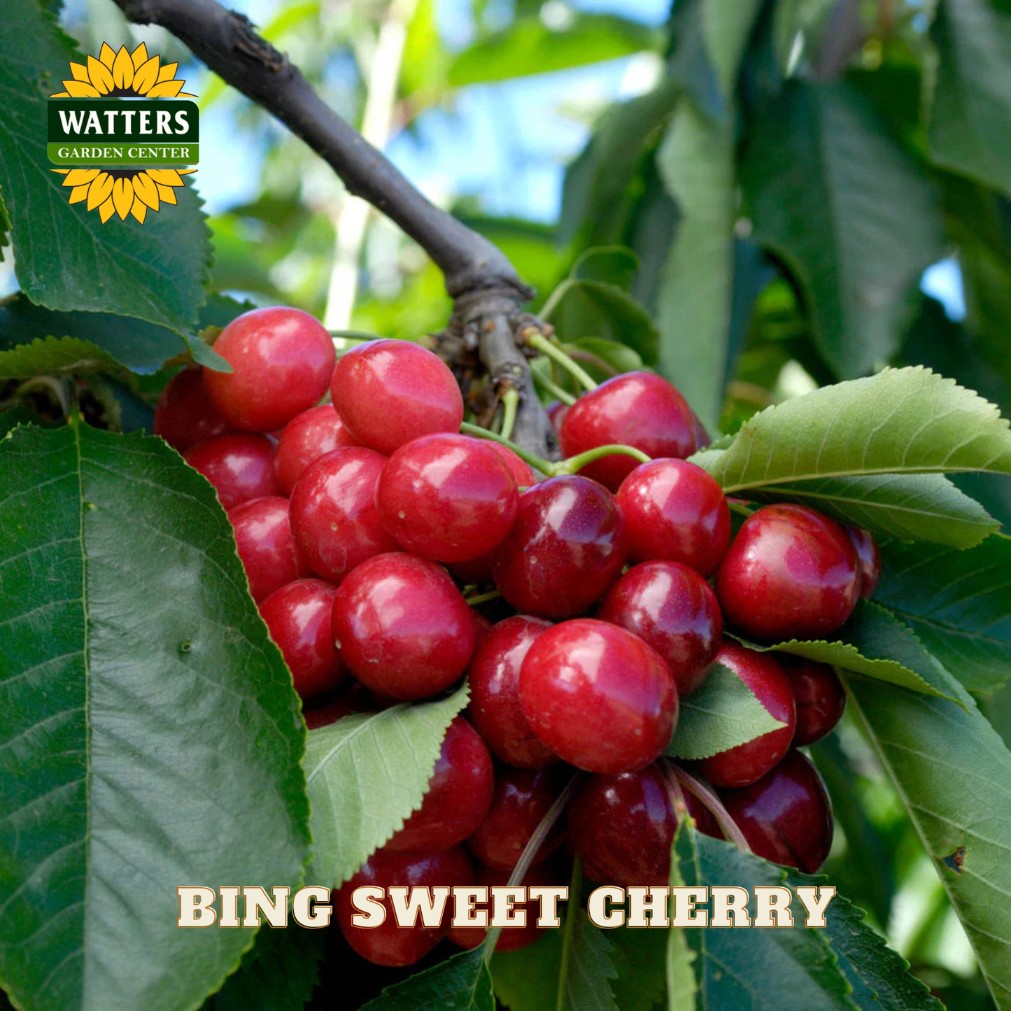 Bing Sweet Cherry (Prunus avium 'Bing') - 5 gallon 60"