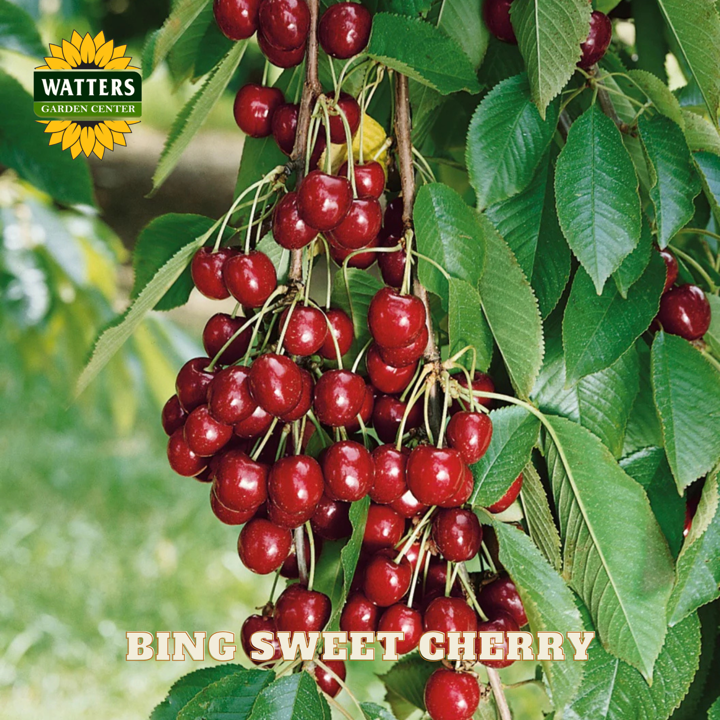 Bing Sweet Cherry (Prunus avium 'Bing') - 5 gallon 60"