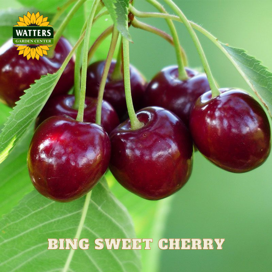 Bing Sweet Cherry (Prunus avium 'Bing') - 5 gallon 60"
