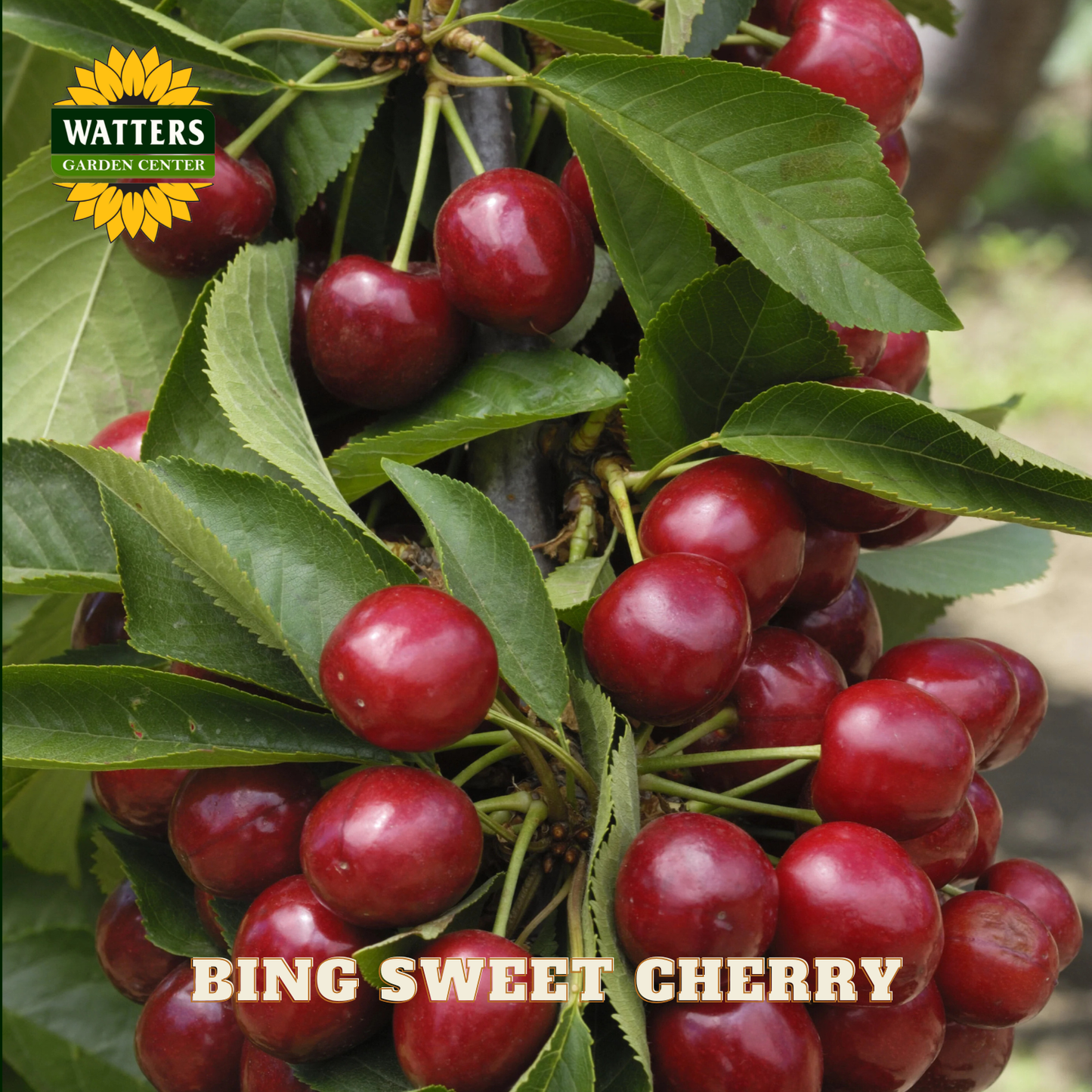 Bing Sweet Cherry (Prunus avium 'Bing') - 5 gallon 60"