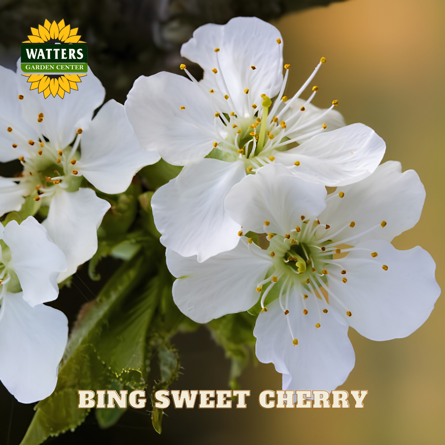 Bing Sweet Cherry (Prunus avium 'Bing') - 5 gallon 60"