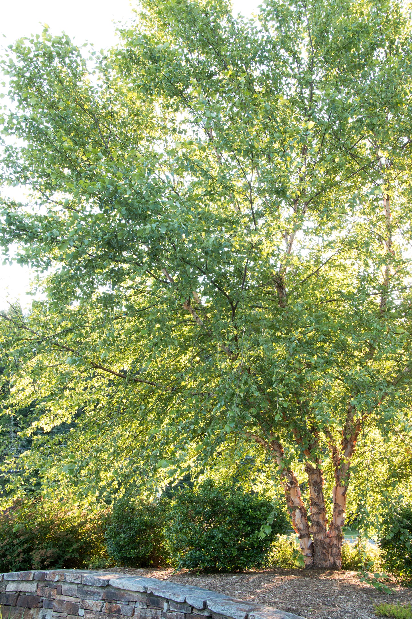 HERITAGE BIRCH TREE 7gal