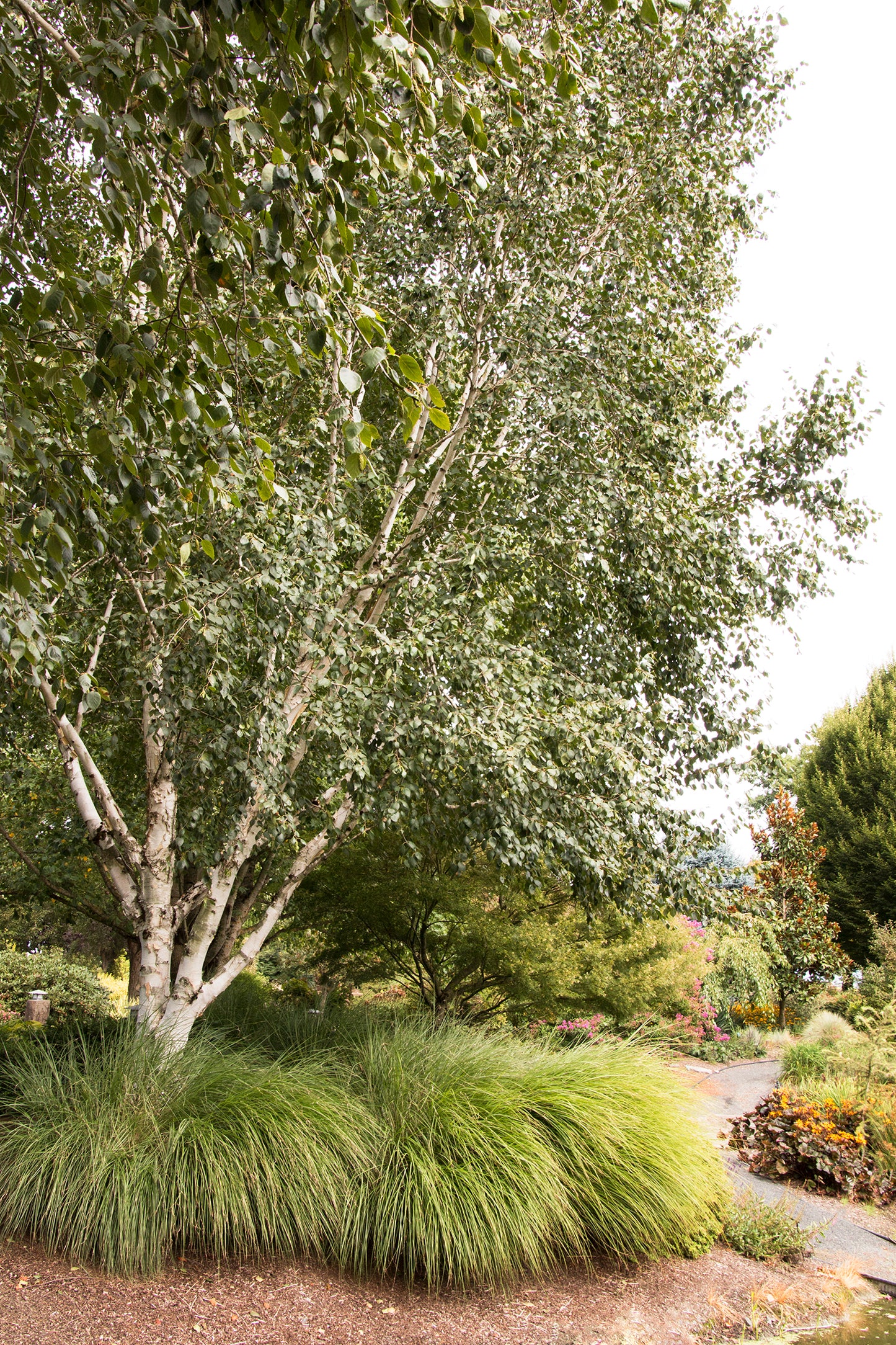WHITEBARK HIMILAYAN BIRCH 10gal
