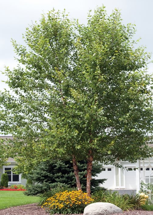 HERITAGE BIRCH TREE 5gal