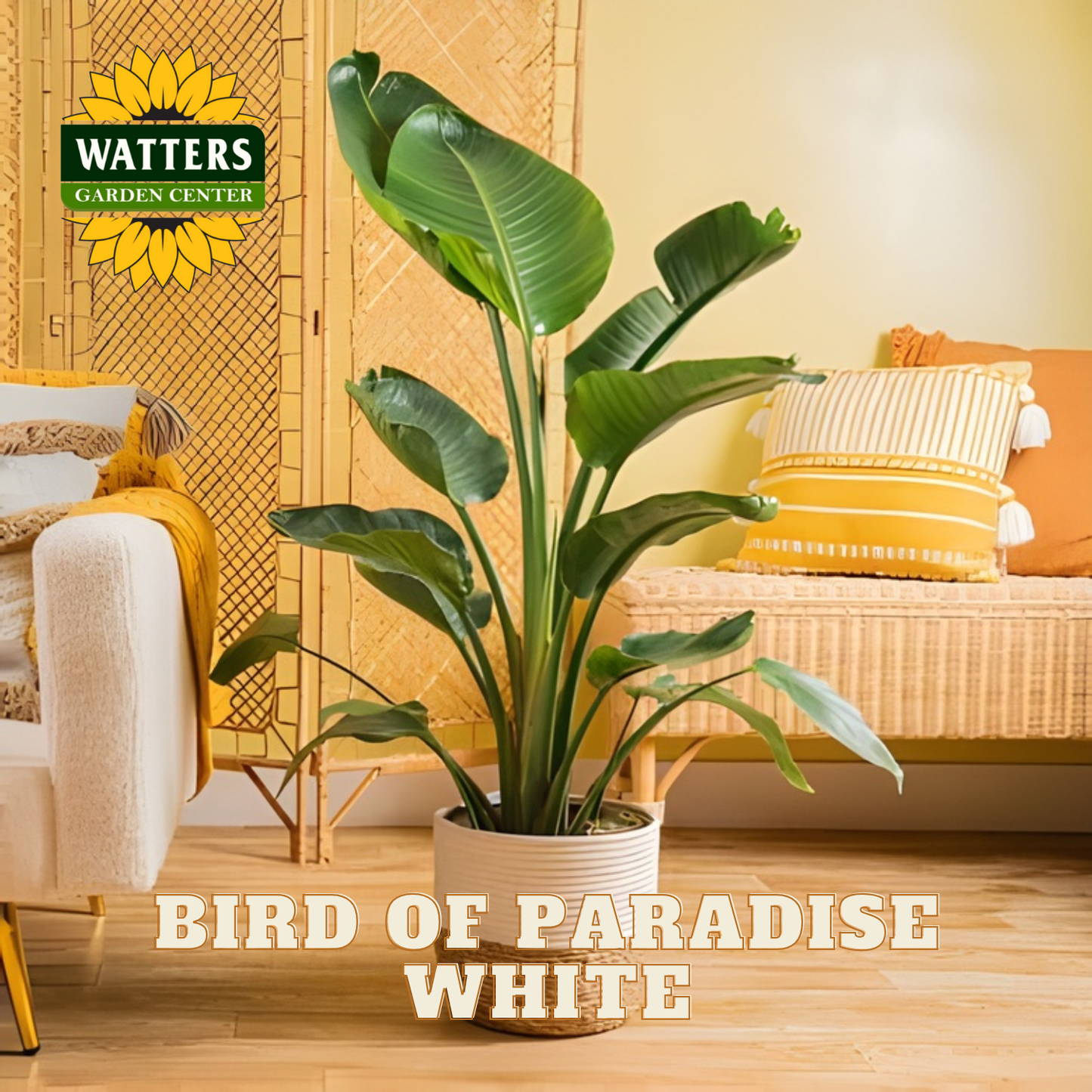 Potted plant in a living room with 'Watters Garden Center' branding