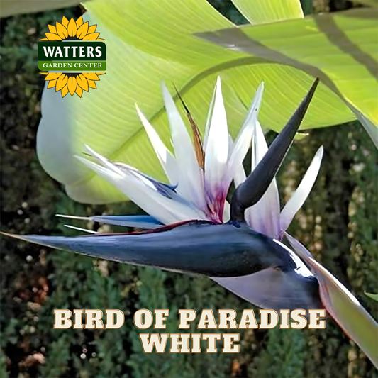 Bird of Paradise flower with Watters Garden Center logo in the corner