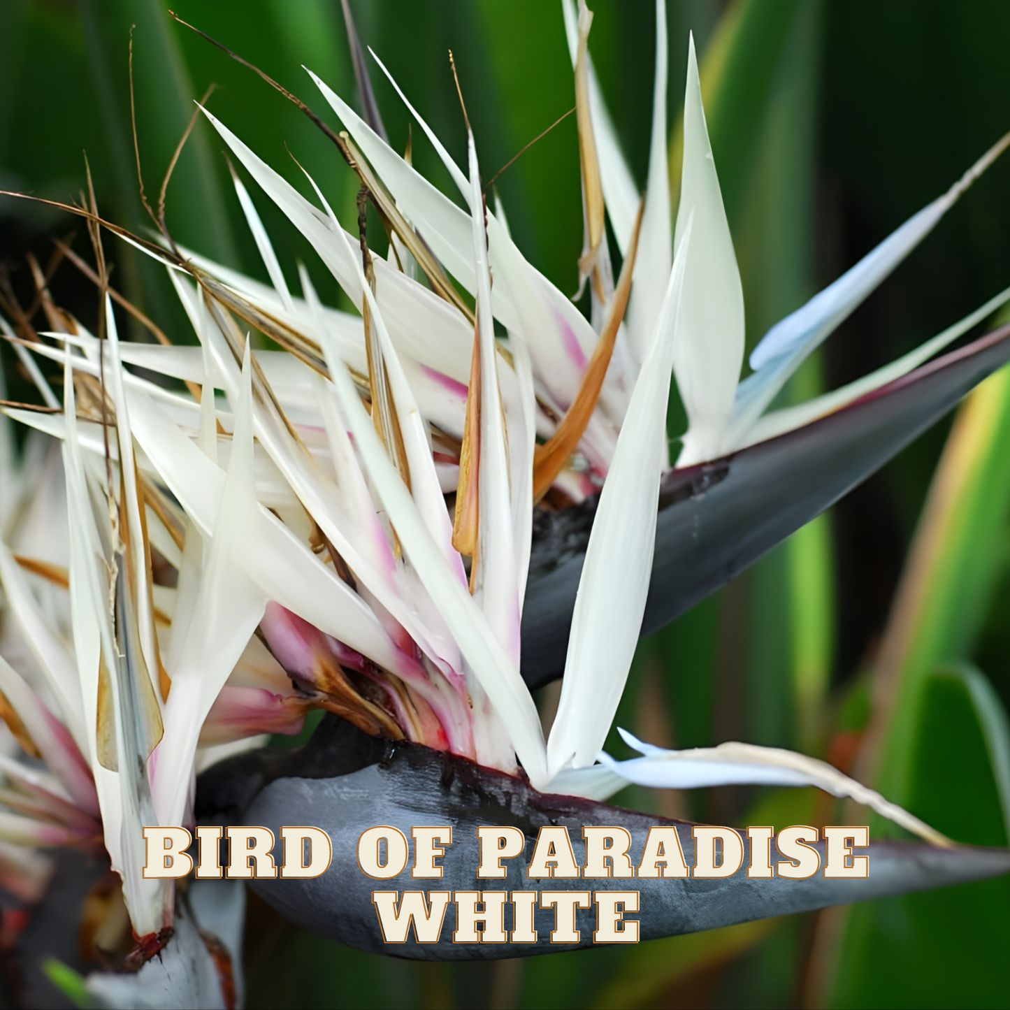 Close-up of a Bird of Paradise flower with text overlay on a blurred green background