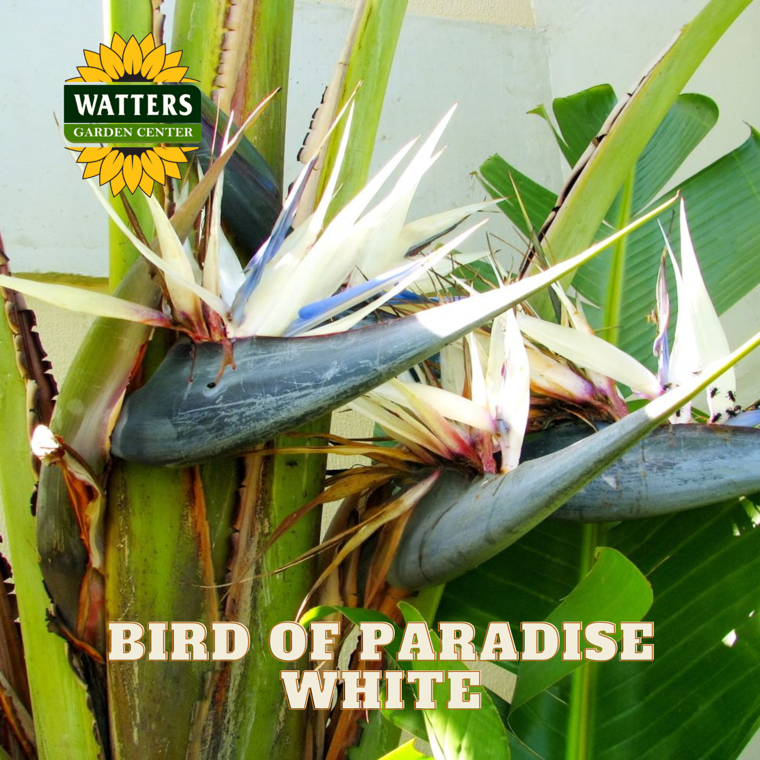 BIRD OF PARADISE WHITE 10IN – Watters Garden Center