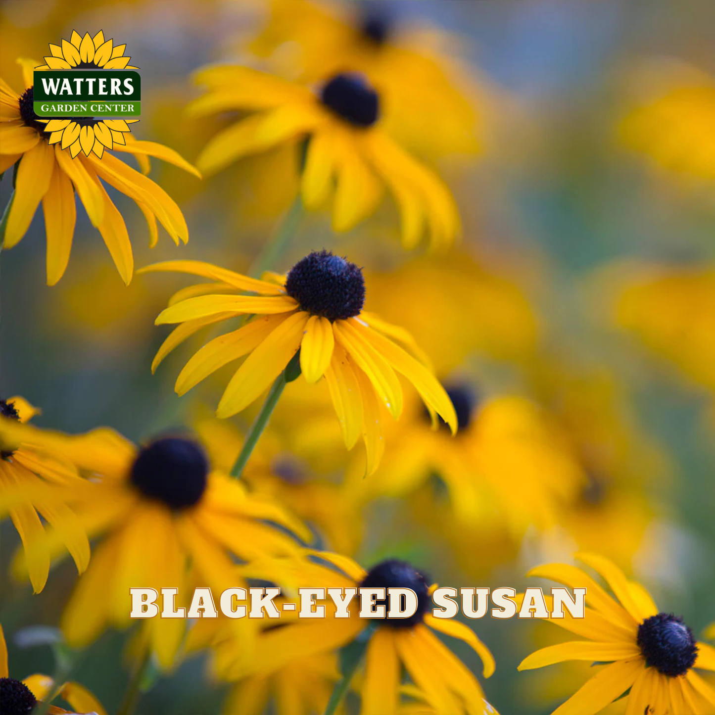 Yellow Black-Eyed Susan flowers with dark centers, shown in a close-up field-style photo with the text 'BLACK-EYED SUSAN' and a 'WATTERS GARDEN CENTER' logo.