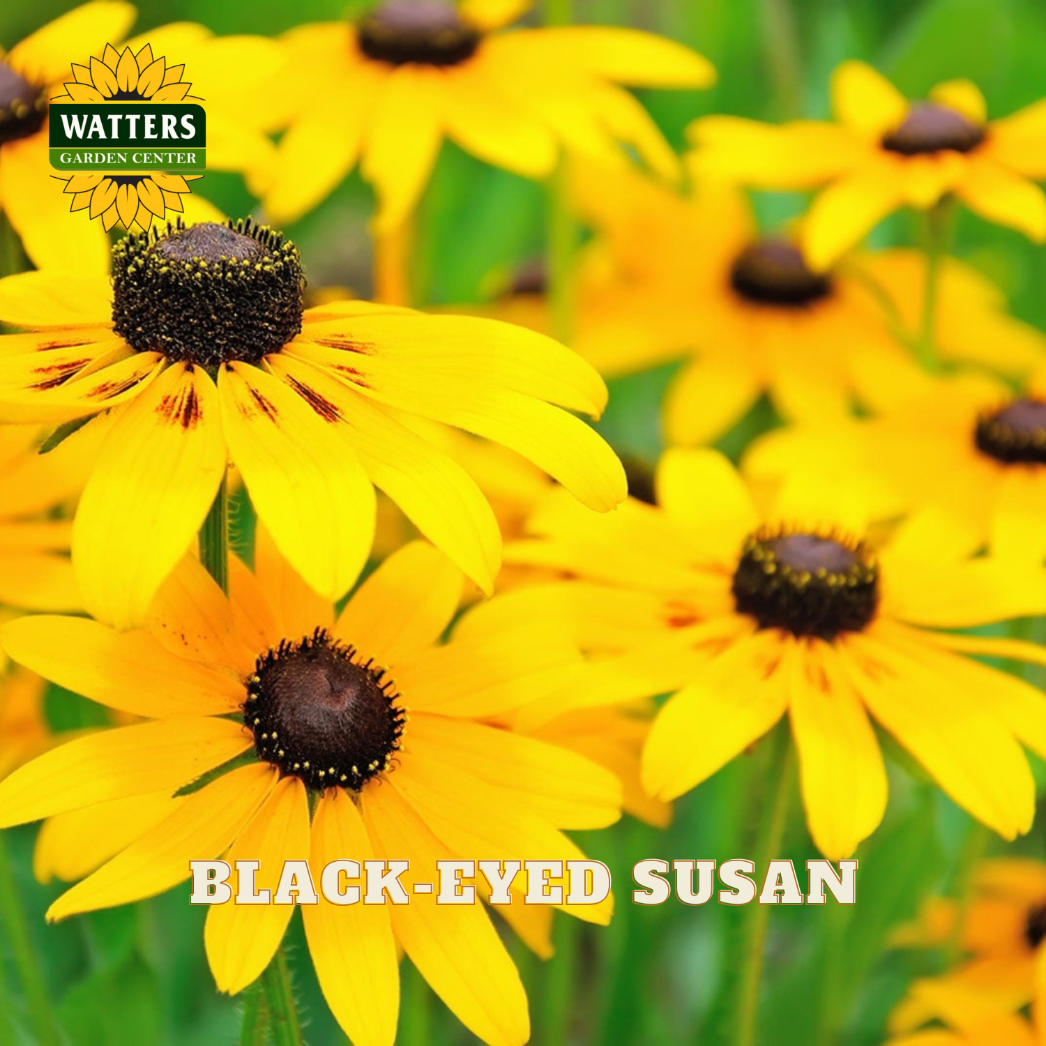 Yellow-black-eyed susan flowers with dark brown centers and green foliage, with a Watters Garden Center logo and 'BLACK-EYED SUSAN' text overlay.