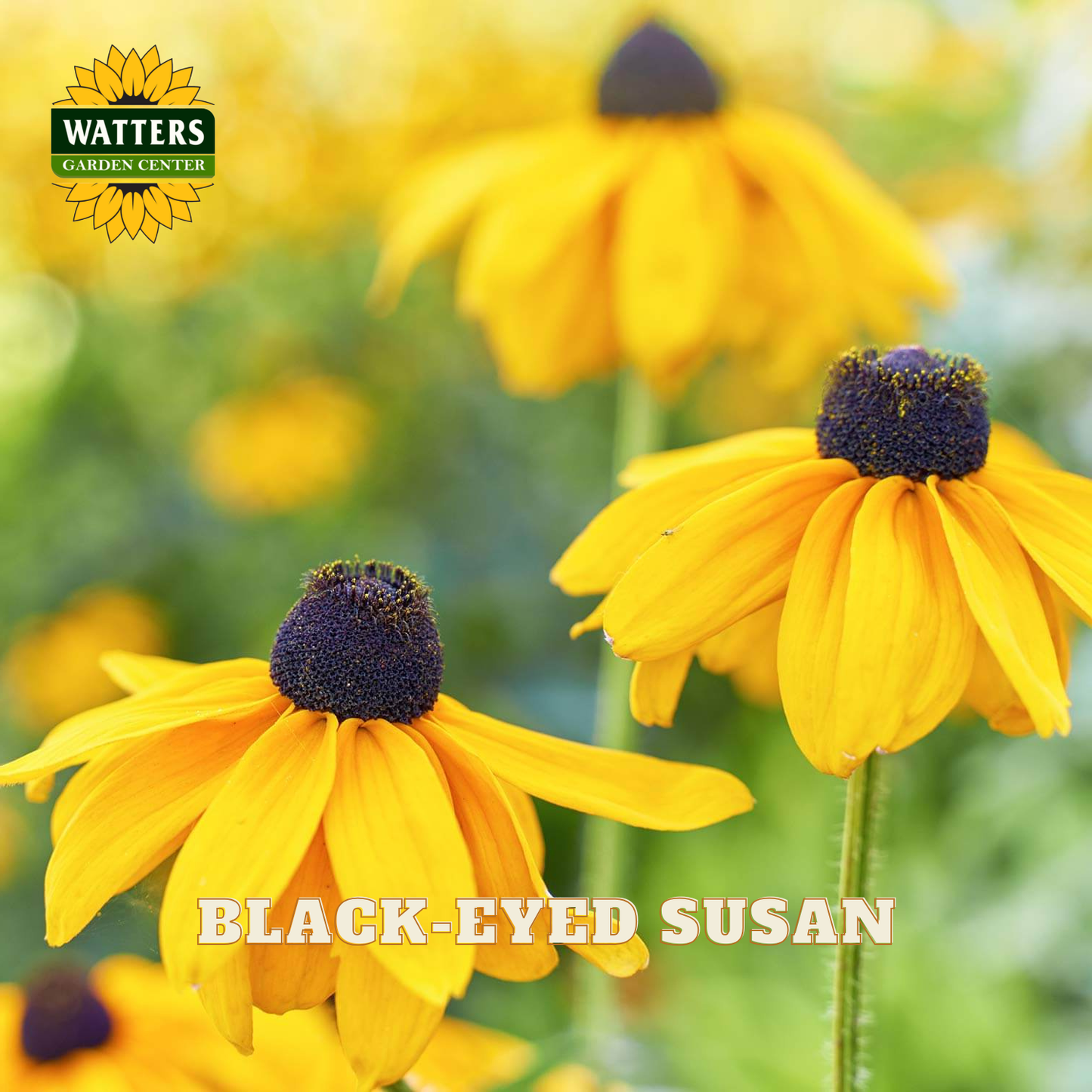 Yellow-black-eyed susan flowers with dark purple centers in a garden setting, with the Watters Garden Centers logo in the top left and the text 'BLACK-EYED SUSAN' at the bottom.