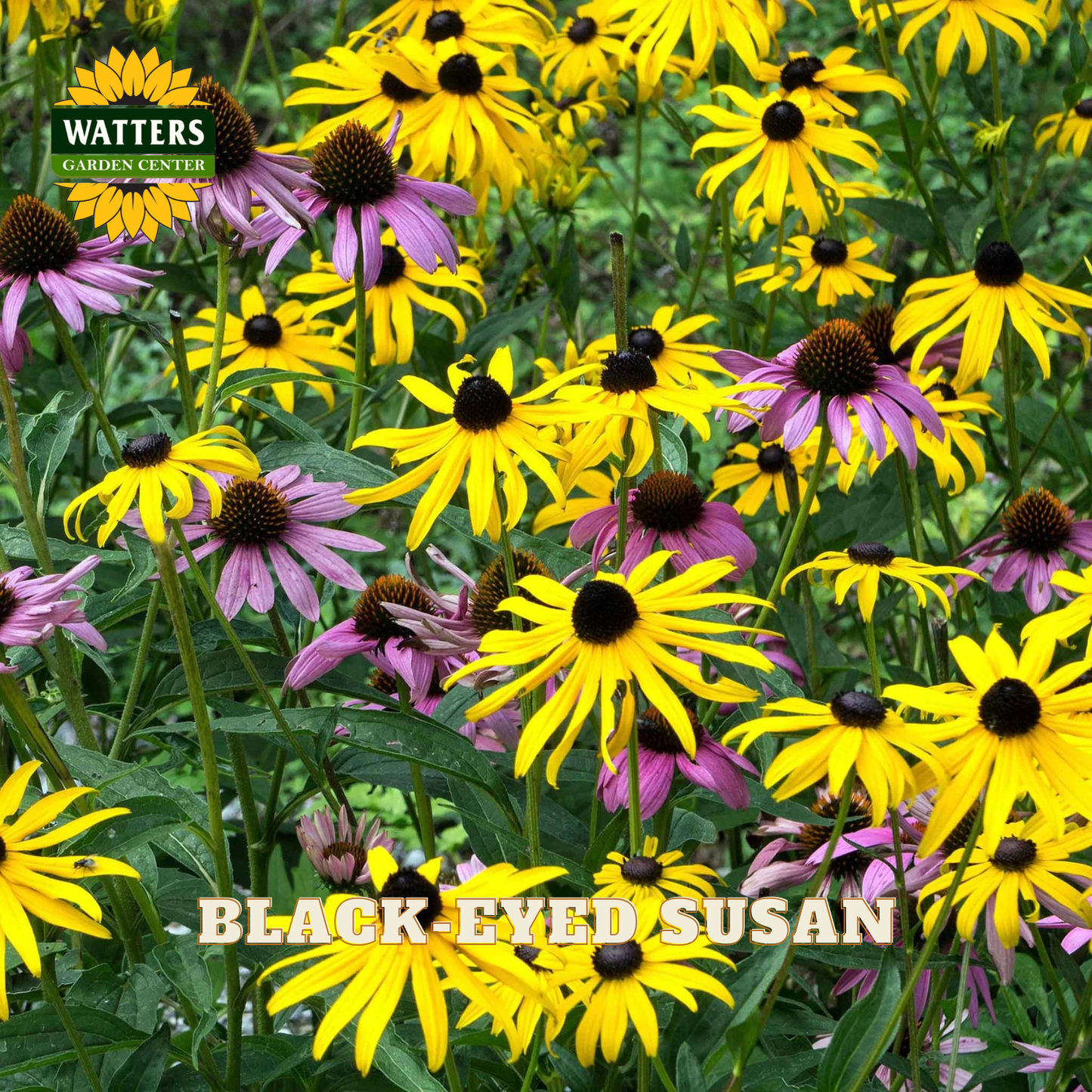 A dense patch of Black-Eyed Susan flowers with bright yellow petals, dark brown centers, and pink-purple conical blossoms among green leaves. A logo in the top left reads WATTERS GARDEN CENTER, and text at the bottom reads BLACK-EYED SUSAN.