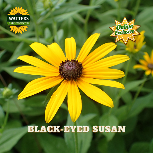 A bright yellow black-eyed susan flower in full bloom with a dark brown center, surrounded by green foliage. The image includes a 'Watters Garden Center' logo in the top left, an 'Online Exclusive' badge in the top right, and the text 'BLACK-EYED SUSAN' at the bottom.