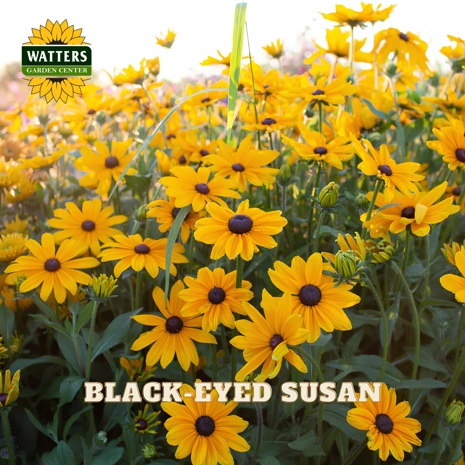 A field of yellow and black black-eyed susan flowers with green foliage, featuring the Watters Garden Center logo in the top left and the text 'BLACK-EYED SUSAN' at the bottom.