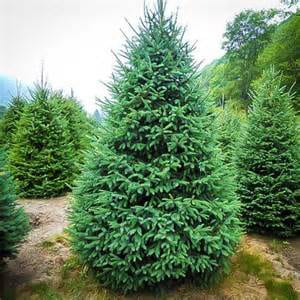 GREEN COLORADO SPRUCE 4-5ft