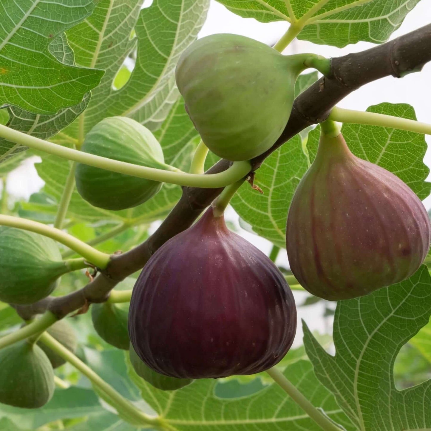 BLACK MISSION FIG 5gal