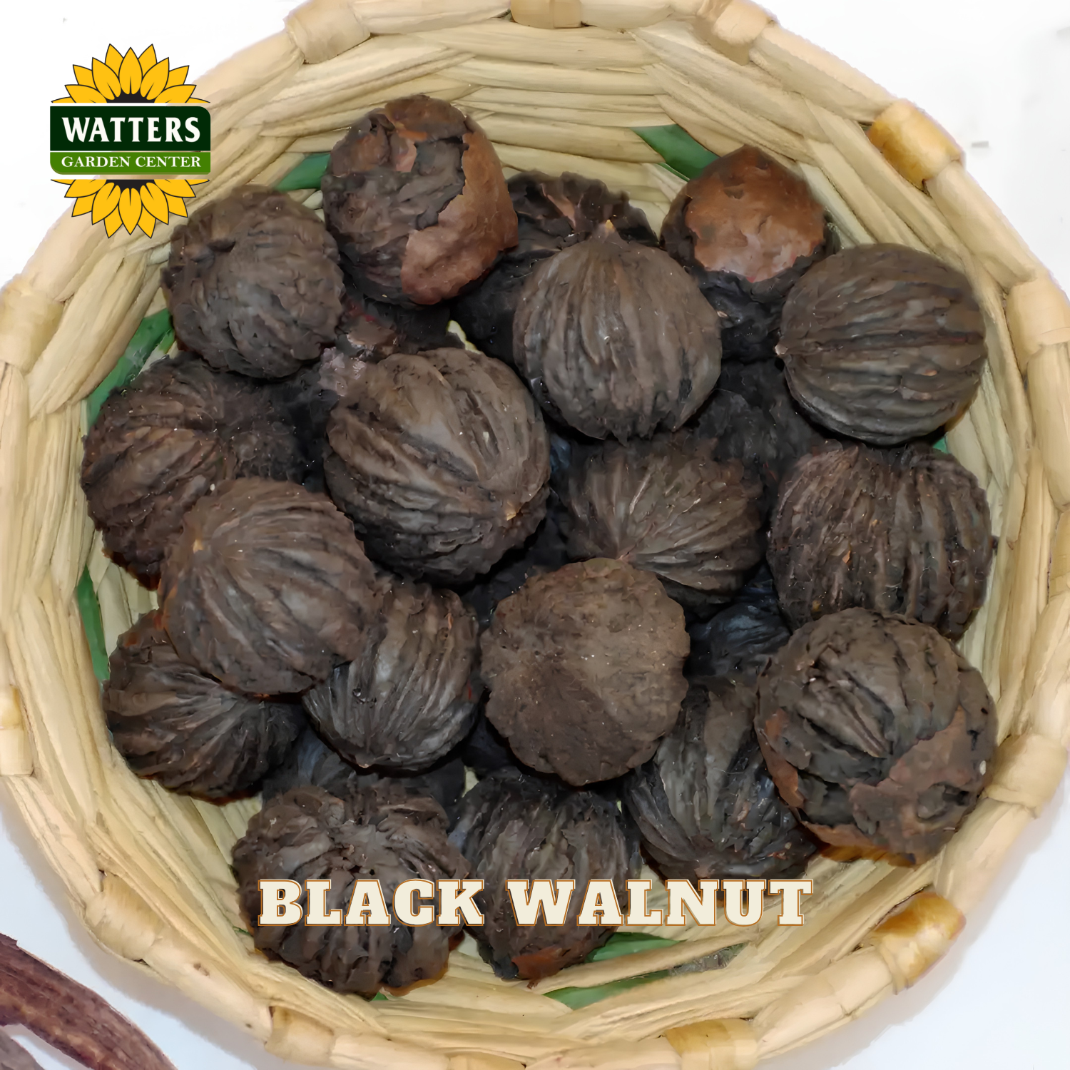 Basket of black walnuts with Watters Garden Center logo
