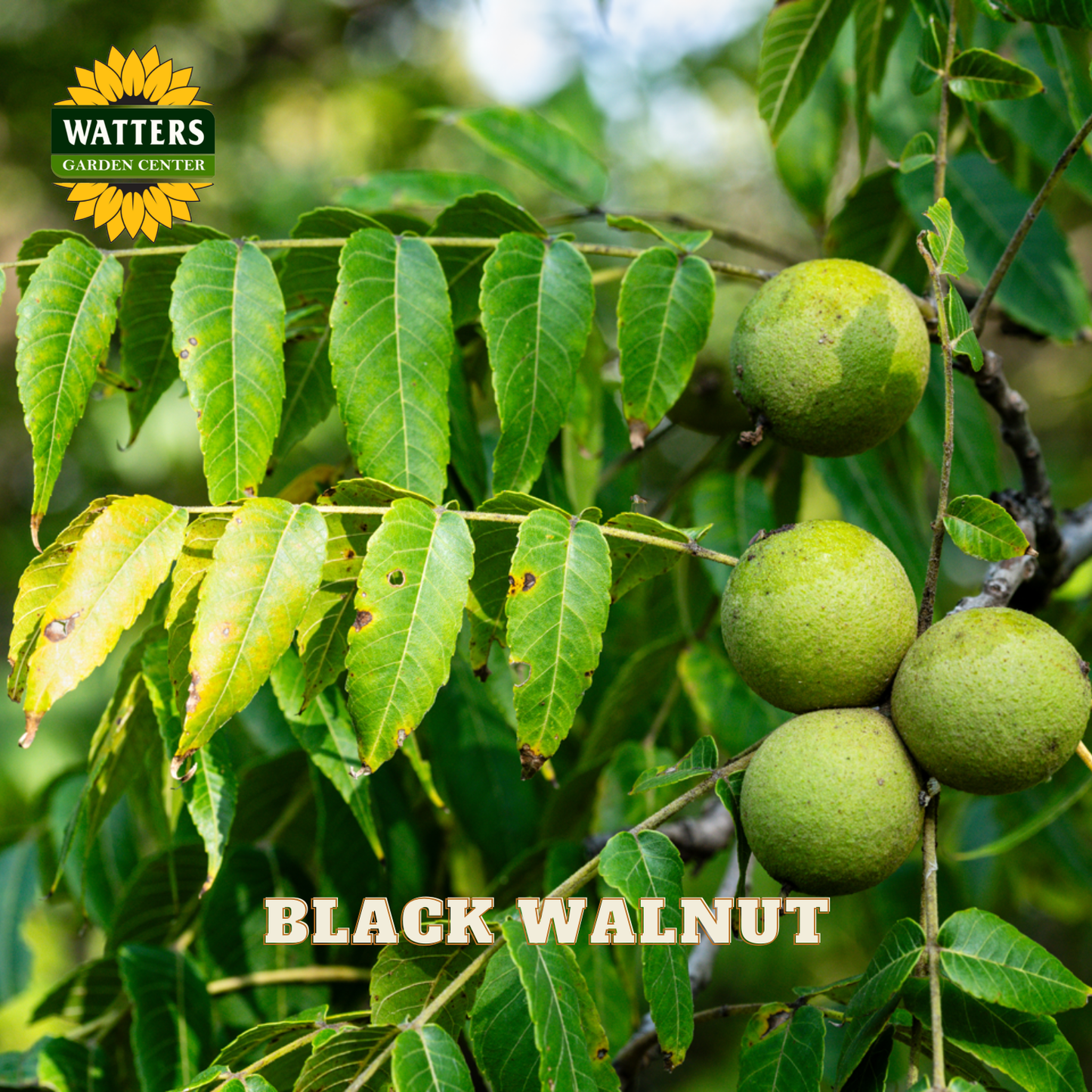 Green black walnut fruits on a branch with Watters Garden Center logo.