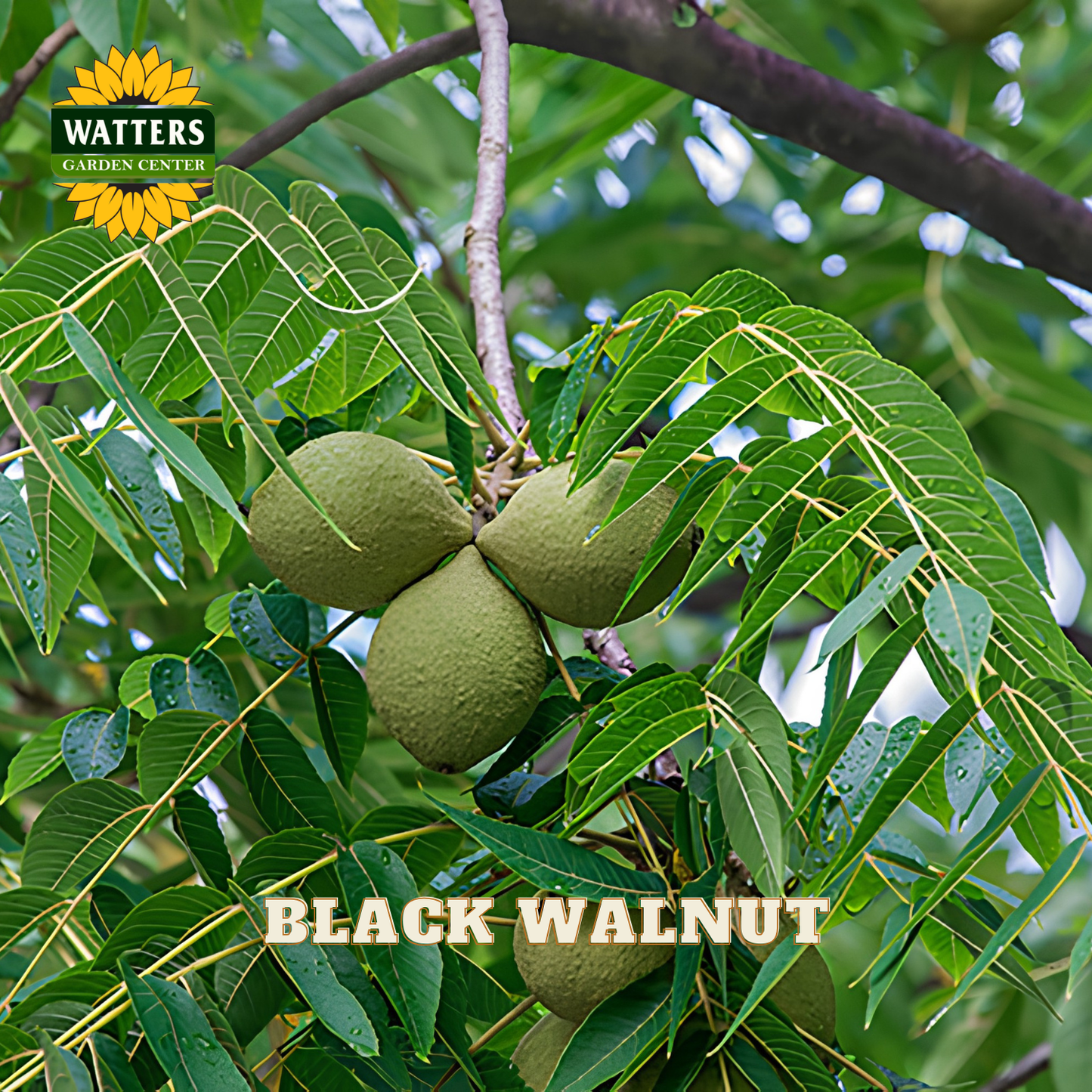 Black walnut fruits on a tree branch with Watters Garden Center branding.