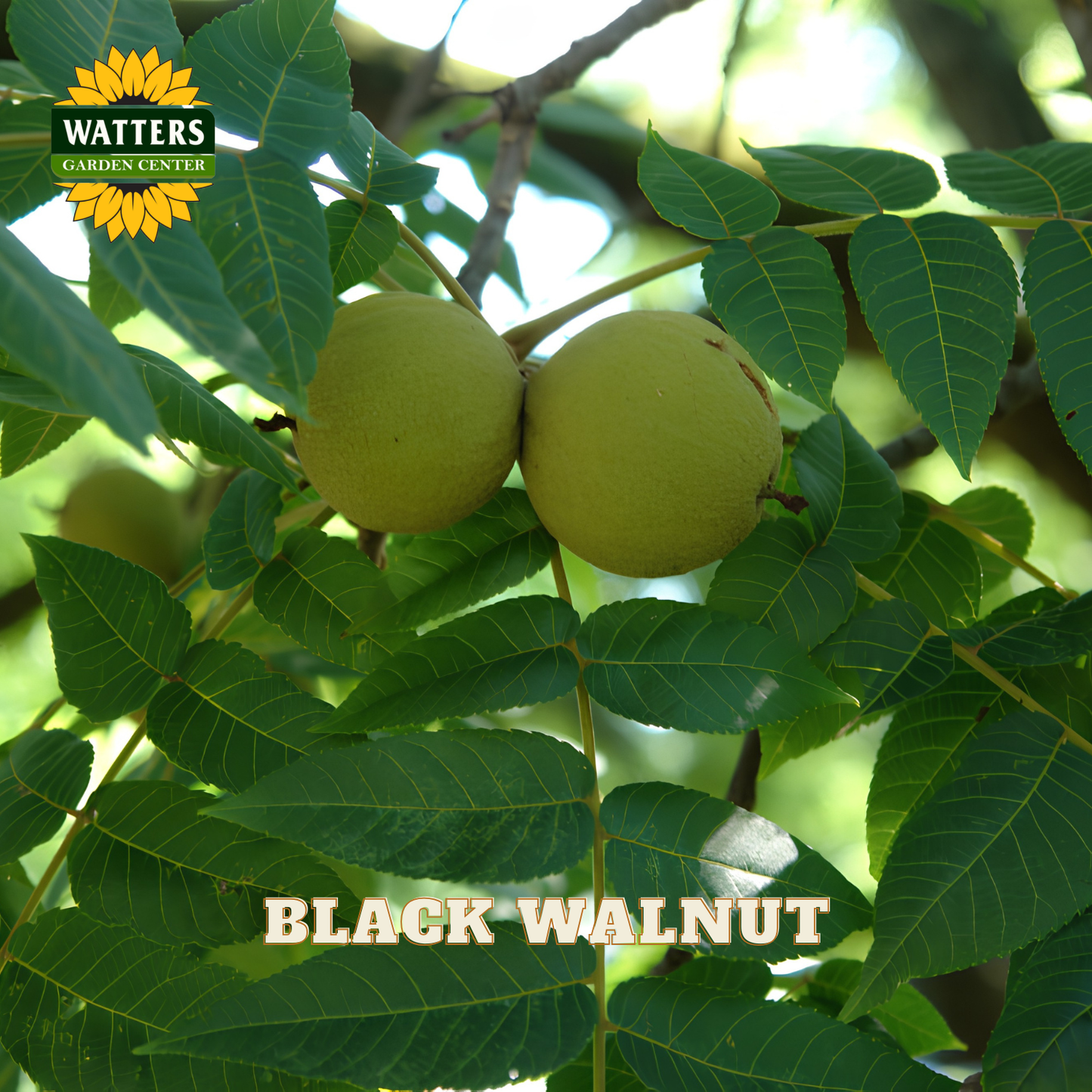 Black walnut fruits on a branch with green leaves, featuring Watters Garden Center logo.