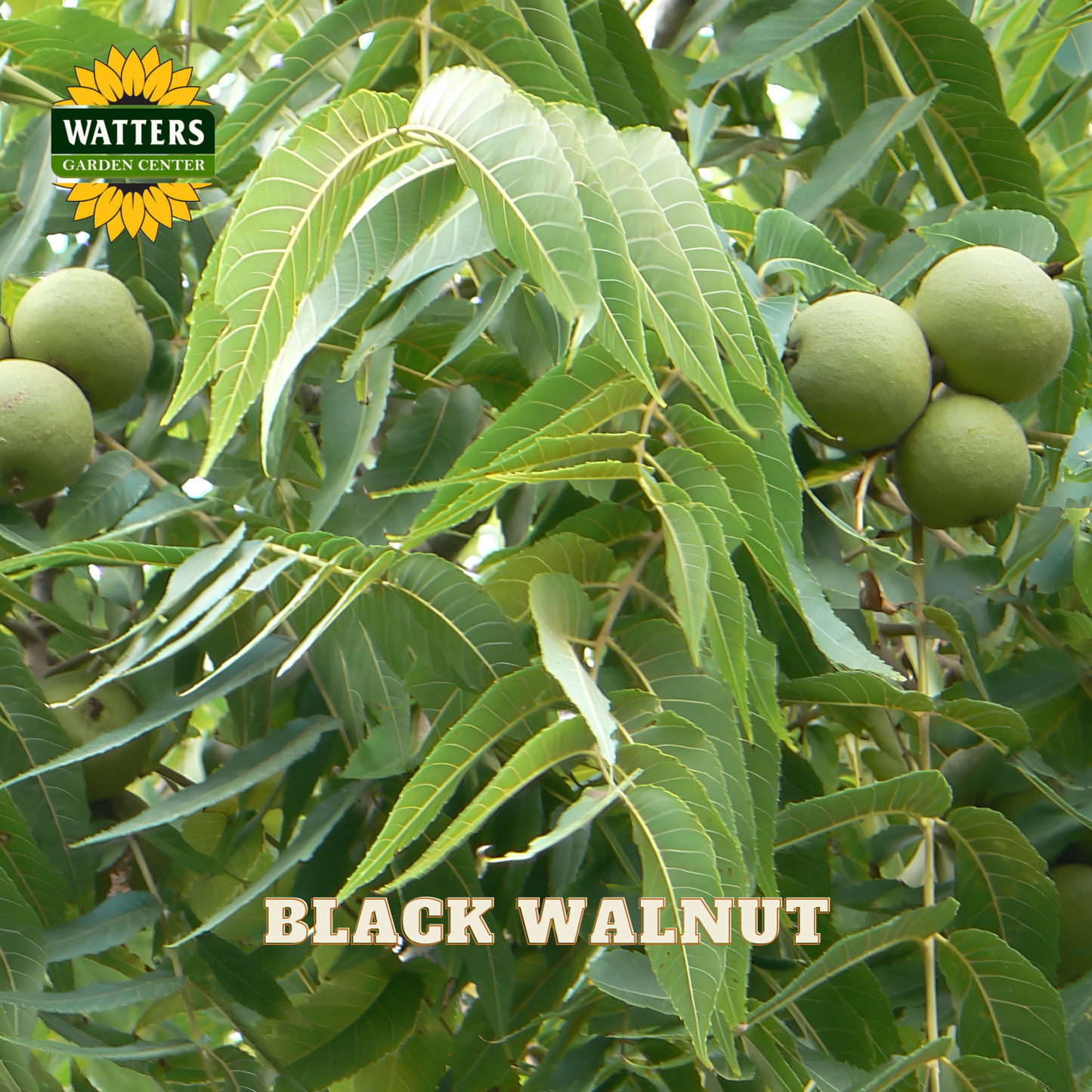 Black walnut tree with fruits and leaves, featuring Watters Garden Center logo.