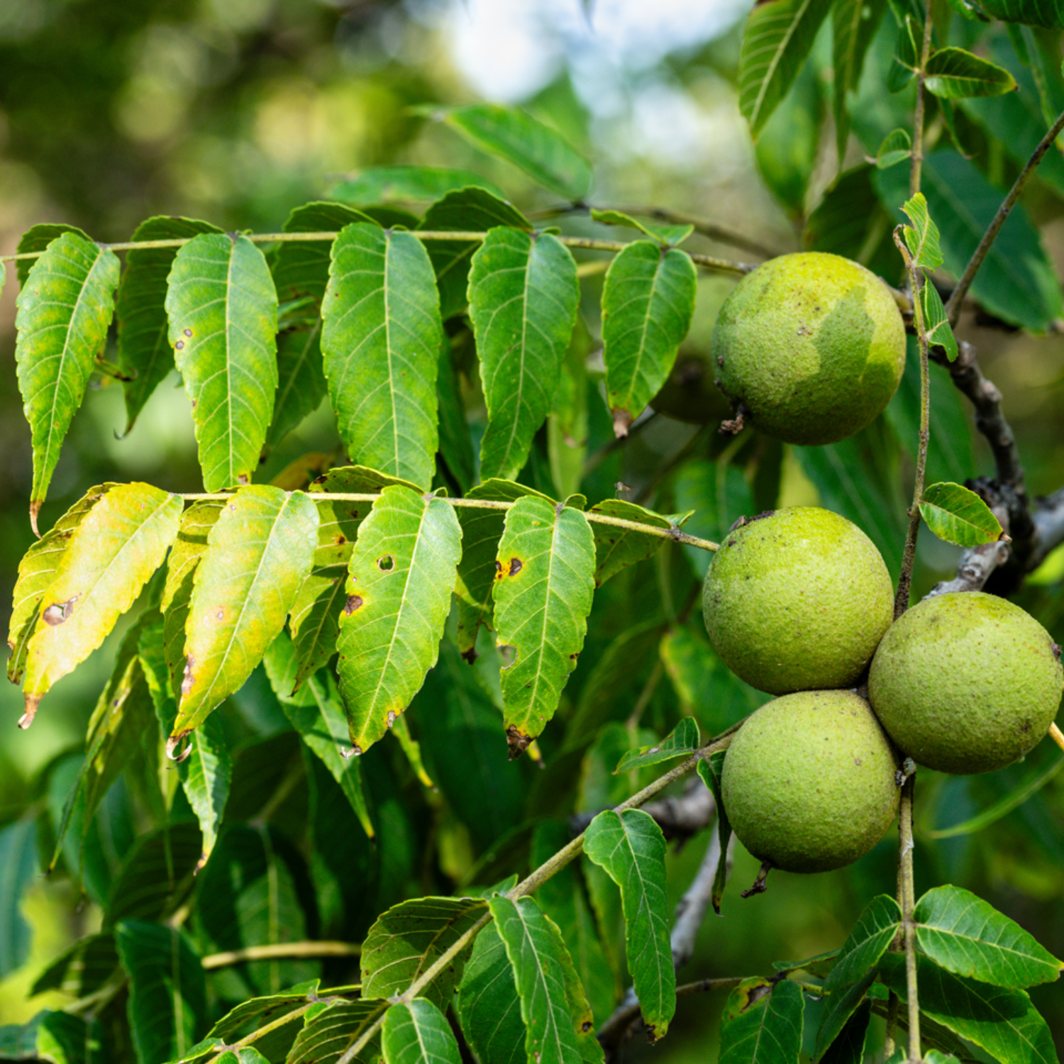 Green walnuts on a tree branch with leaves