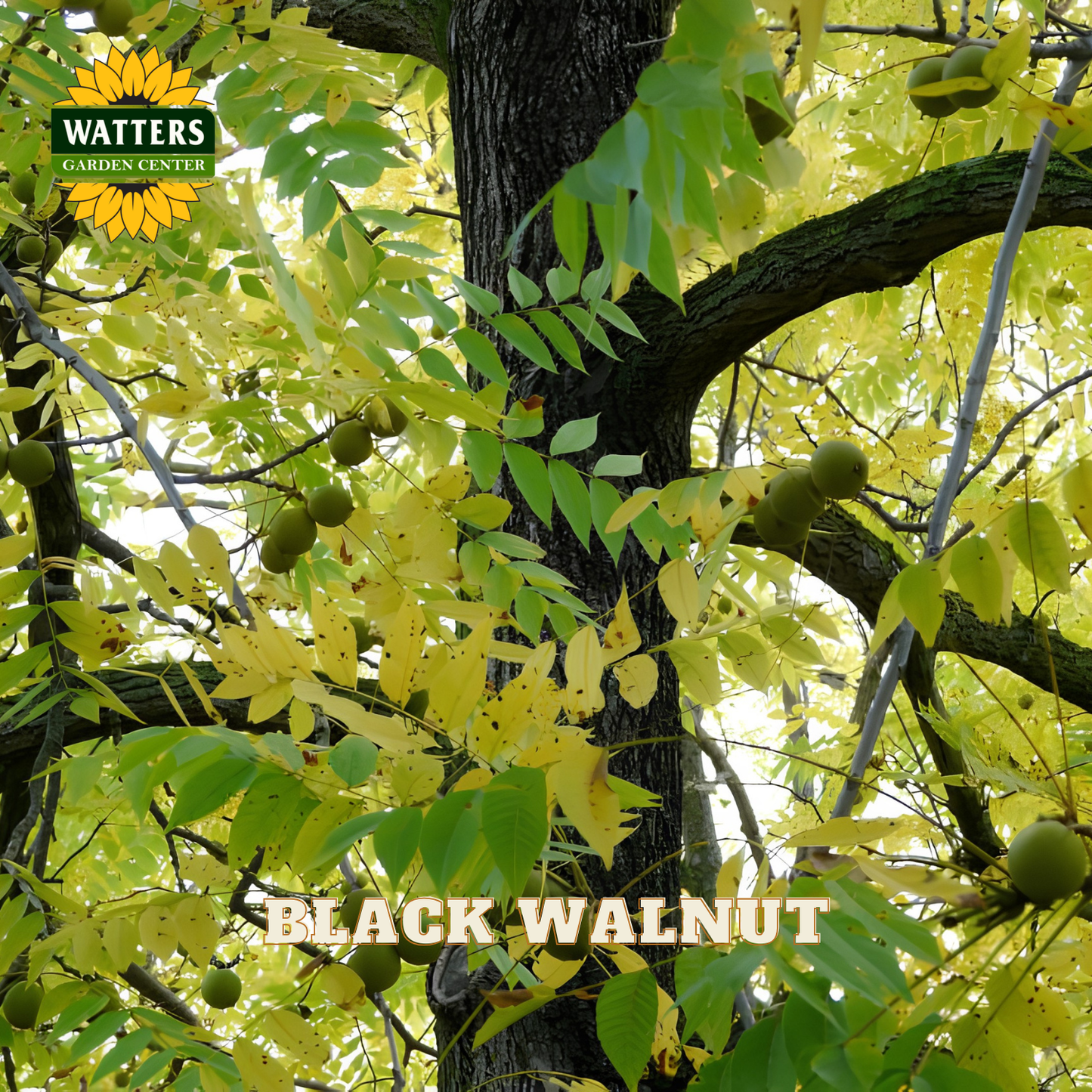 Black walnut tree with green leaves and fruits, Watters Garden Center logo visible