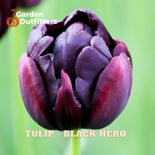 A close-up of a dark purple-black tulip flower with water droplets on its petals, set against a soft green blurred background. The text 'TULIP - BLACK HERO' is displayed at the bottom, and the 'Garden Outfitters' logo is in the top-left corner.
