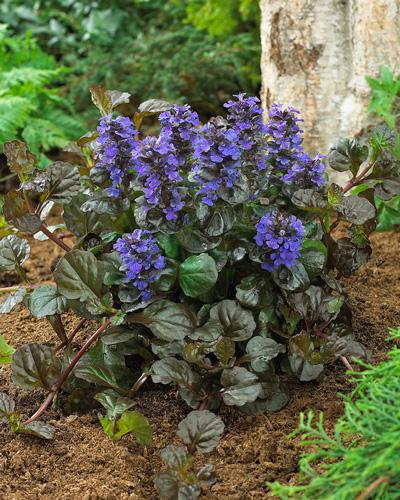 BLACK SCALLOP AJUGA 1gal
