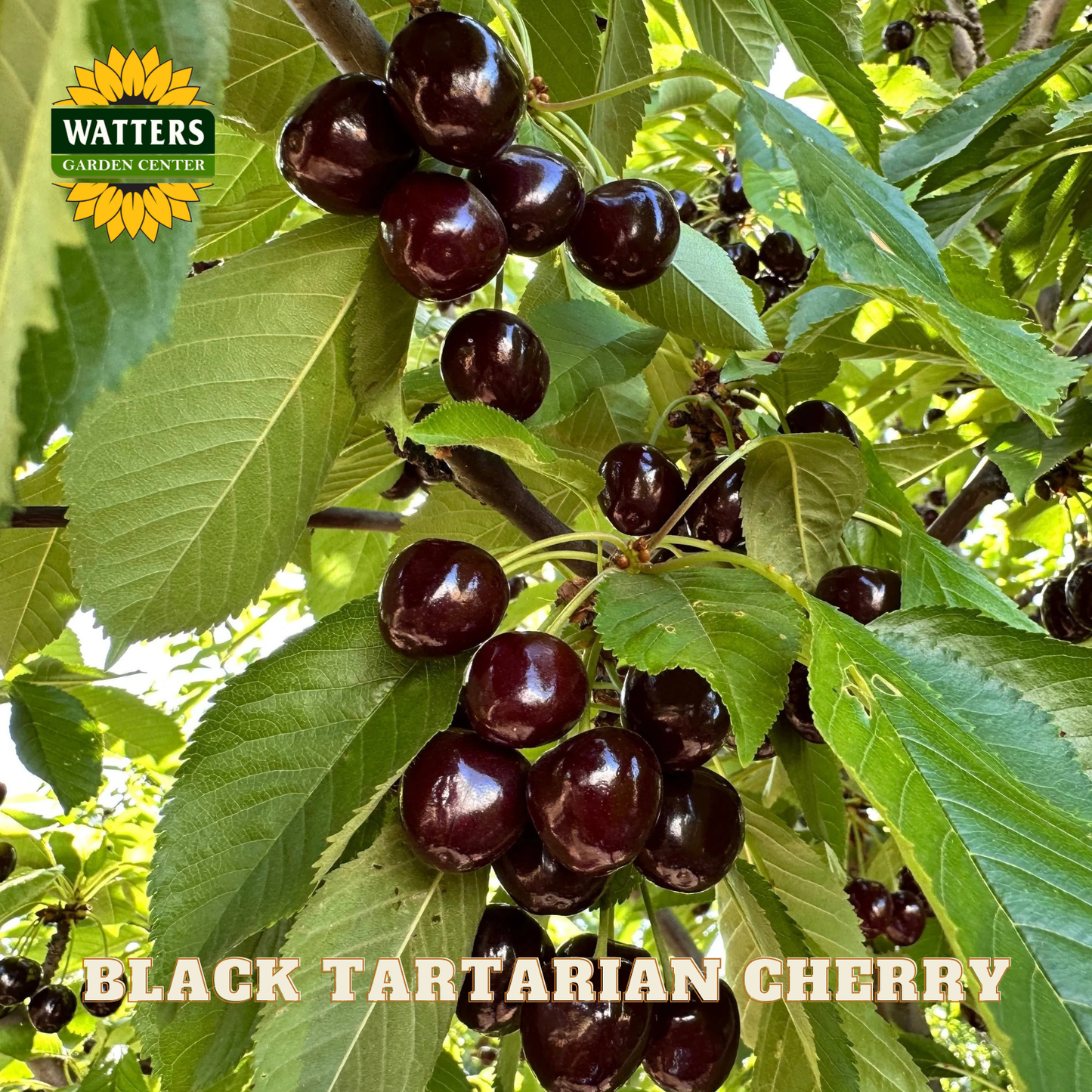 Black Tartarian cherries on a tree branch with Watters Garden Center logo.