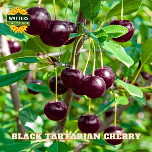 Black Tartarian cherry on a tree branch with Watters Garden Center branding.
