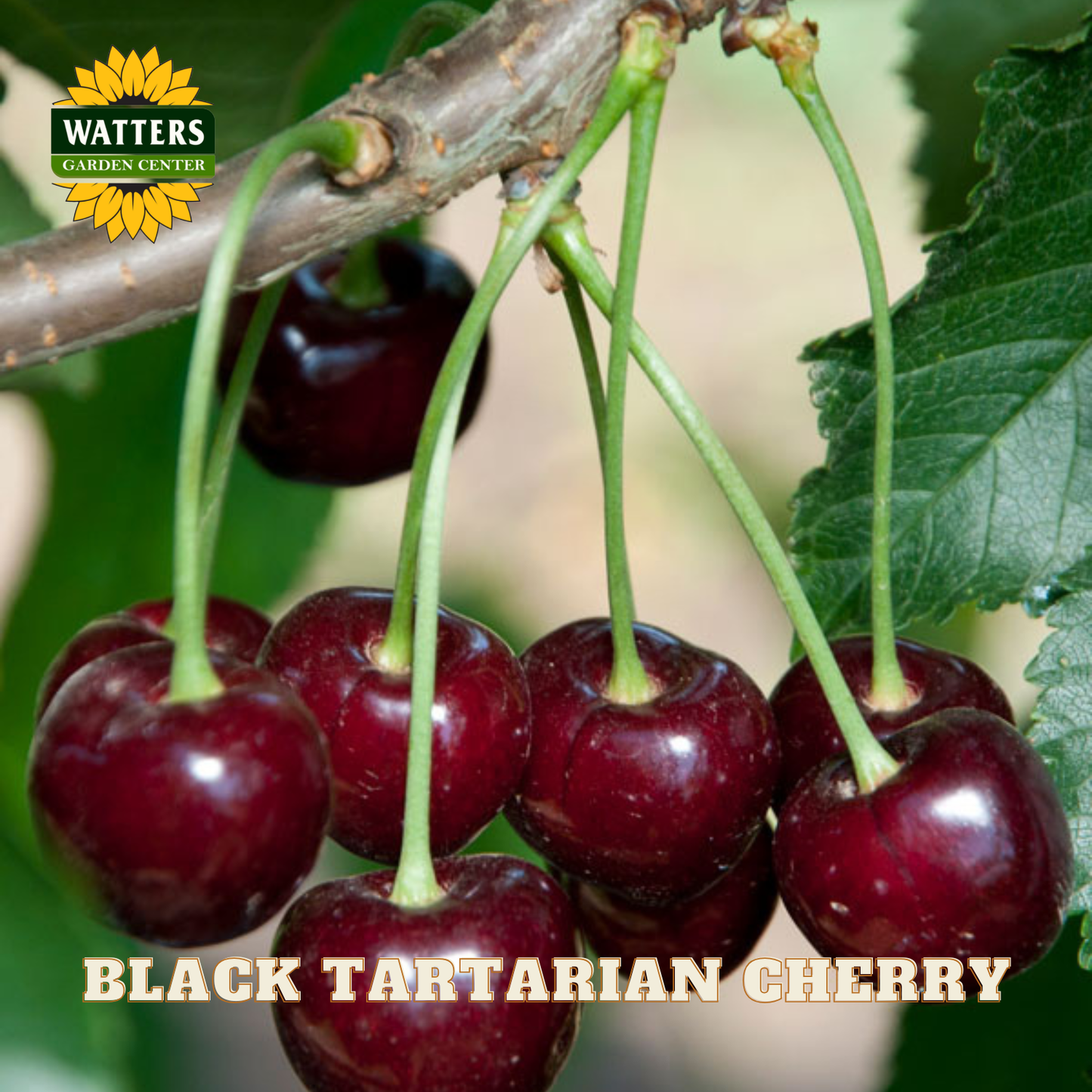 Black Tartarian cherry on a branch with Watters Garden Center logo.