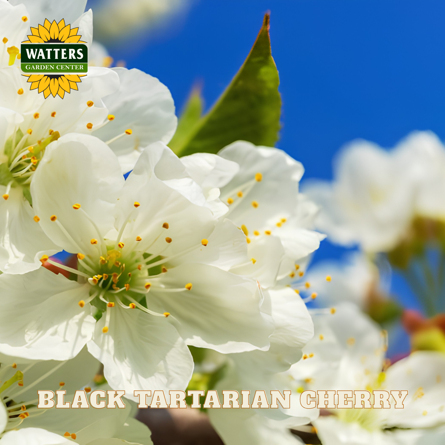 White cherry blossoms with green leaves against a blue sky, featuring Watters Garden Center branding.
